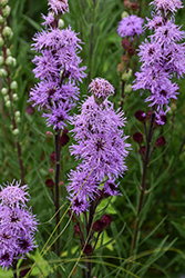 Rocky Mountain Blazing Star (Liatris ligulistylis) at The Mustard Seed