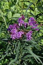 Prairie Ironweed (Vernonia fasciculata) at The Mustard Seed