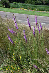 Prairie Blazing Star (Liatris pycnostachya) at The Mustard Seed