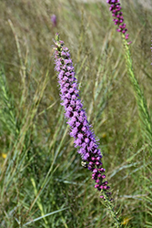 Prairie Blazing Star (Liatris pycnostachya) at The Mustard Seed