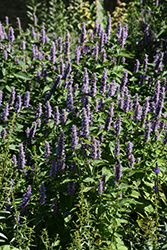 Anise Hyssop (Agastache foeniculum) at The Mustard Seed