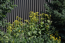 Cup Plant (Silphium perfoliatum) at The Mustard Seed