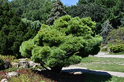 Dwarf White Pine (Pinus strobus 'Nana') at The Mustard Seed