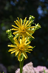 Cup Plant (Silphium perfoliatum) at The Mustard Seed