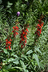 Cardinal Flower (Lobelia cardinalis) at The Mustard Seed