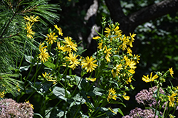 Cup Plant (Silphium perfoliatum) at The Mustard Seed