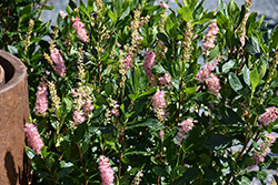 Ruby Spice Summersweet (Clethra alnifolia 'Ruby Spice') at The Mustard Seed
