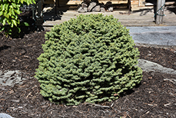 Dwarf Serbian Spruce (Picea omorika 'Nana') at The Mustard Seed