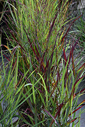 Shenandoah Reed Switch Grass (Panicum virgatum 'Shenandoah') at The Mustard Seed