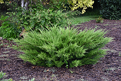 Sea Green Juniper (Juniperus chinensis 'Sea Green') at The Mustard Seed