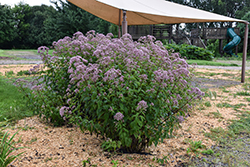 Phantom Joe Pye Weed (Eupatorium maculatum 'Phantom') at The Mustard Seed