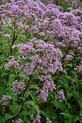 Phantom Joe Pye Weed (Eupatorium maculatum 'Phantom') at The Mustard Seed
