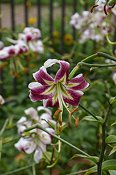 Black Beauty Lily (Lilium 'Black Beauty') at The Mustard Seed
