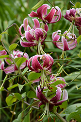 Black Beauty Lily (Lilium 'Black Beauty') at The Mustard Seed