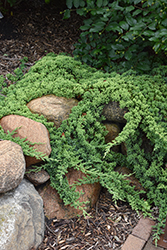 Dwarf Japanese Garden Juniper (Juniperus procumbens 'Nana') at The Mustard Seed