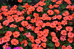 SunPatiens Vigorous Orange New Guinea Impatiens (Impatiens 'SAKIMP056') at The Mustard Seed