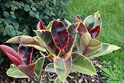 Chroma Belize Rubber Plant (Ficus elastica 'Belize') at The Mustard Seed
