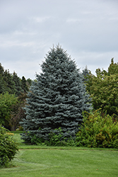 Fat Albert Blue Spruce (Picea pungens 'Fat Albert') at The Mustard Seed