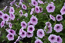 Shock Wave Pink Vein Petunia (Petunia 'Shock Wave Pink Vein') at The Mustard Seed