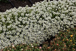 Snow Crystals Alyssum (Lobularia maritima 'Snow Crystals') at The Mustard Seed