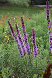 Blazing Star (Liatris spicata) at The Mustard Seed