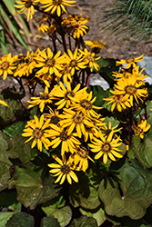 Midnight Lady Rayflower (Ligularia dentata 'Midnight Lady') at The Mustard Seed
