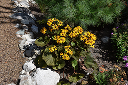 Midnight Lady Rayflower (Ligularia dentata 'Midnight Lady') at The Mustard Seed