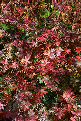 Bloody Cranesbill (Geranium sanguineum) at The Mustard Seed