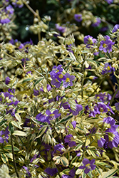 Golden Feathers Jacob's Ladder (Polemonium 'Golden Feathers') at The Mustard Seed