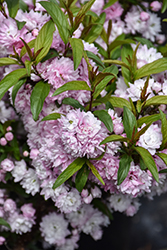 Double Pink Flowering Almond (Prunus glandulosa 'Rosea Plena') at The Mustard Seed