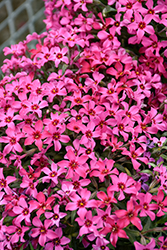 Red Wings Moss Phlox (Phlox subulata 'Red Wings') at The Mustard Seed