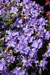 Ramapo Rhododendron (Rhododendron 'Ramapo') at The Mustard Seed