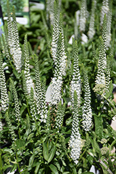 White Wands Speedwell (Veronica 'White Wands') at The Mustard Seed