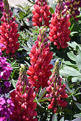 Westcountry Red Rum Lupine (Lupinus 'Red Rum') at The Mustard Seed