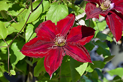 Boulevard Nubia Clematis (Clematis 'Evipo079') at The Mustard Seed