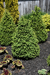 Green Mountain Boxwood (pyramid form) (Buxus 'Green Mountain (pyramid)') at The Mustard Seed
