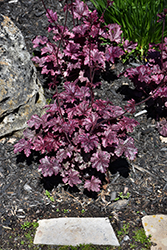 Midnight Rose Coral Bells (Heuchera 'Midnight Rose') at The Mustard Seed
