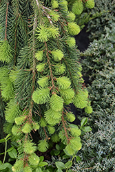 Weeping Norway Spruce (Picea abies 'Pendula') at The Mustard Seed