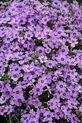 Eye Shadow Creeping Phlox (Phlox subulata 'Eye Shadow') at The Mustard Seed