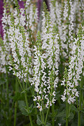 White Profusion Meadow Sage (Salvia nemorosa 'White Profusion') at The Mustard Seed
