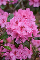 Olga Mezitt Rhododendron (Rhododendron 'Olga Mezitt') at The Mustard Seed