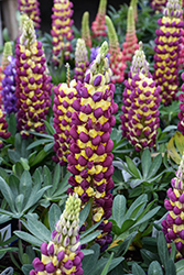 Westcountry Manhattan Lights Lupine (Lupinus 'Manhattan Lights') at The Mustard Seed