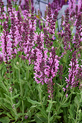 Pink Nebula Meadow Sage (Salvia nemorosa 'Pink Nebula') at The Mustard Seed
