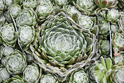 Colorockz Arctic White Hens And Chicks (Sempervivum 'Belsemcob2') at The Mustard Seed