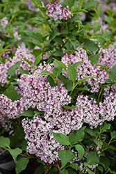 Baby Kim Lilac (Syringa 'SMNSDTP') at The Mustard Seed