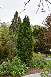 Pyramidal Arborvitae (Thuja occidentalis 'Fastigiata') at The Mustard Seed