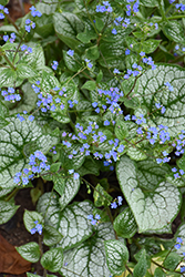 Sea Heart Bugloss (Brunnera macrophylla 'Sea Heart') at The Mustard Seed