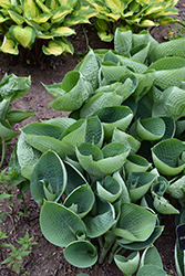 Abiqua Drinking Gourd Hosta (Hosta 'Abiqua Drinking Gourd') at The Mustard Seed