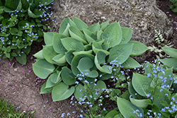 Prairie Sky Hosta (Hosta 'Prairie Sky') at The Mustard Seed
