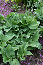 Striptease Hosta (Hosta 'Striptease') at The Mustard Seed